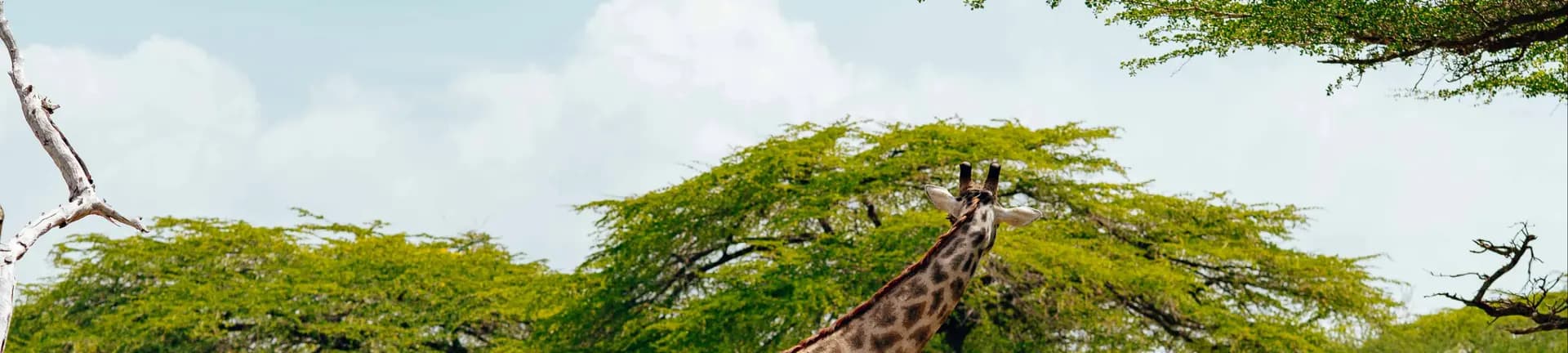 Join Africa Safari guides in the African wilderness