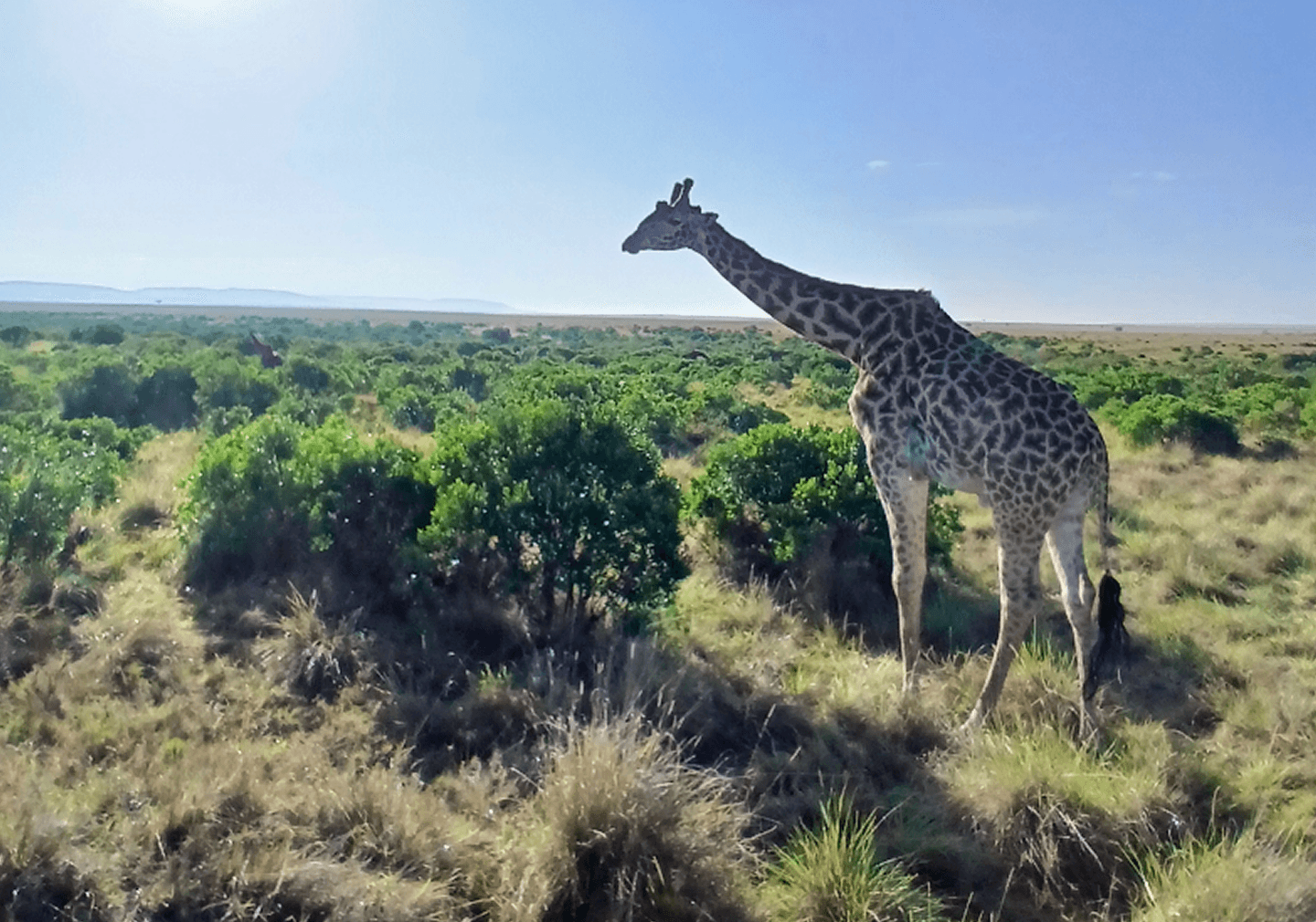 Safari guides background