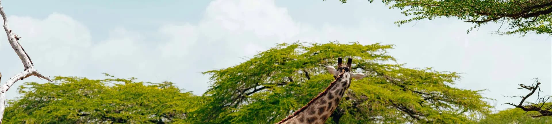 Safari landscape