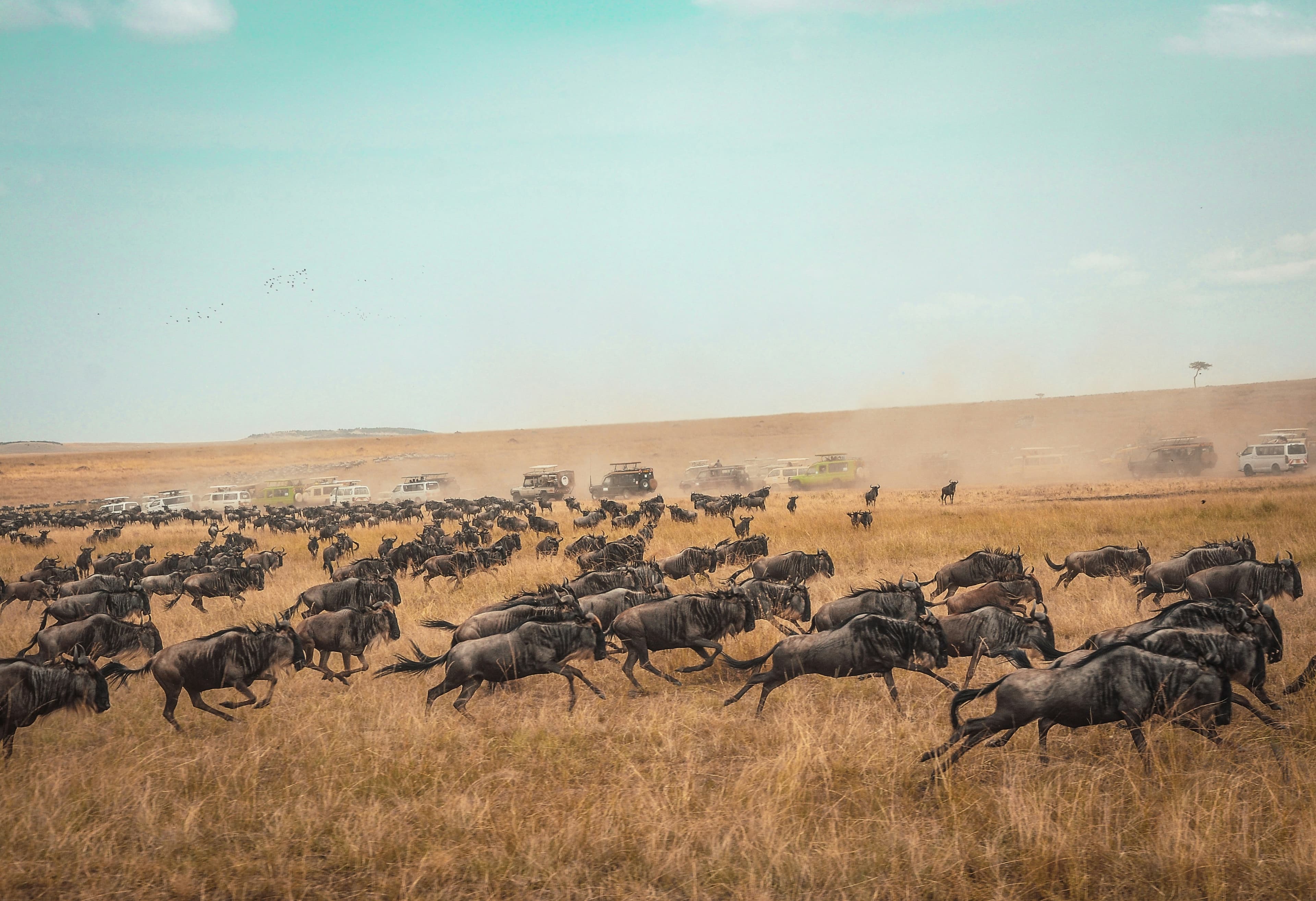 Kenya safari landscape