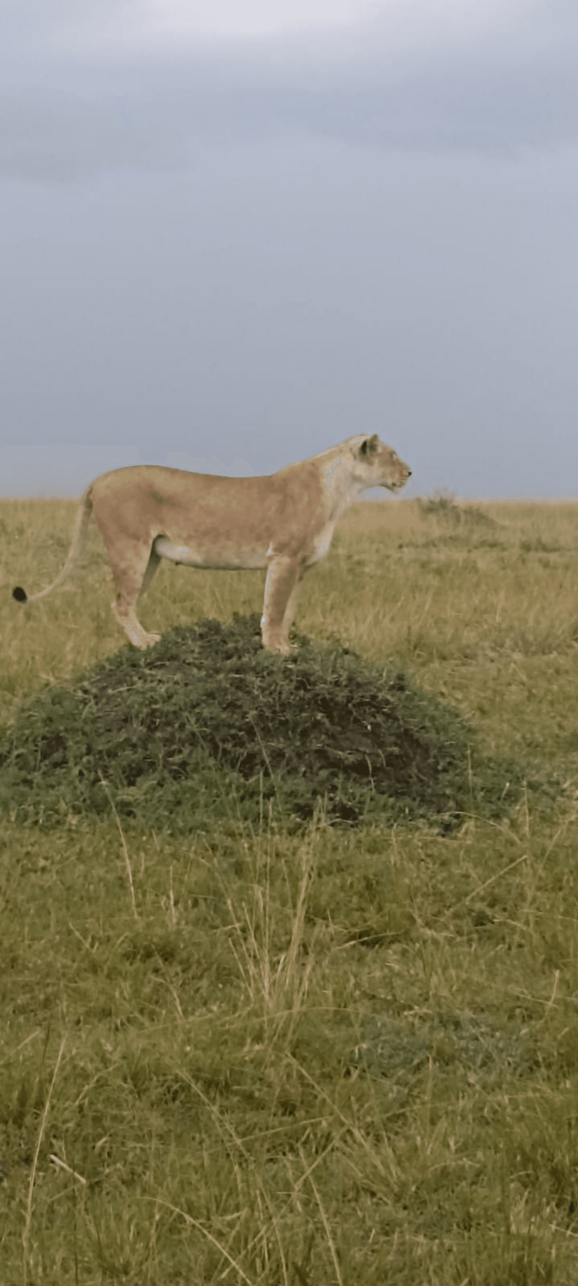 Joseph Karisa's story on Join Africa