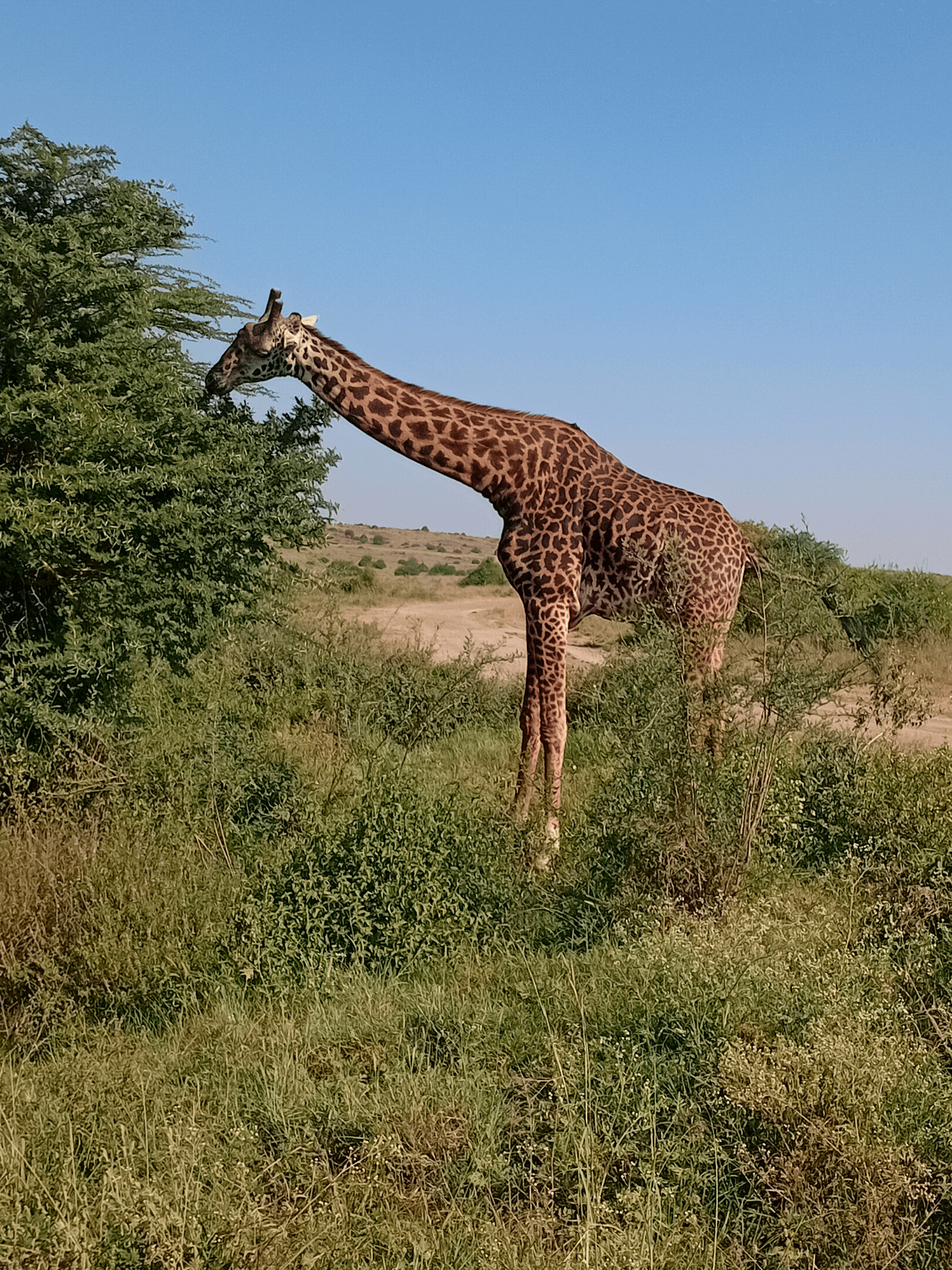 The world's tallest land mammal,reaching about 4.3 to 5.7 meters – by Joseph Tarayia