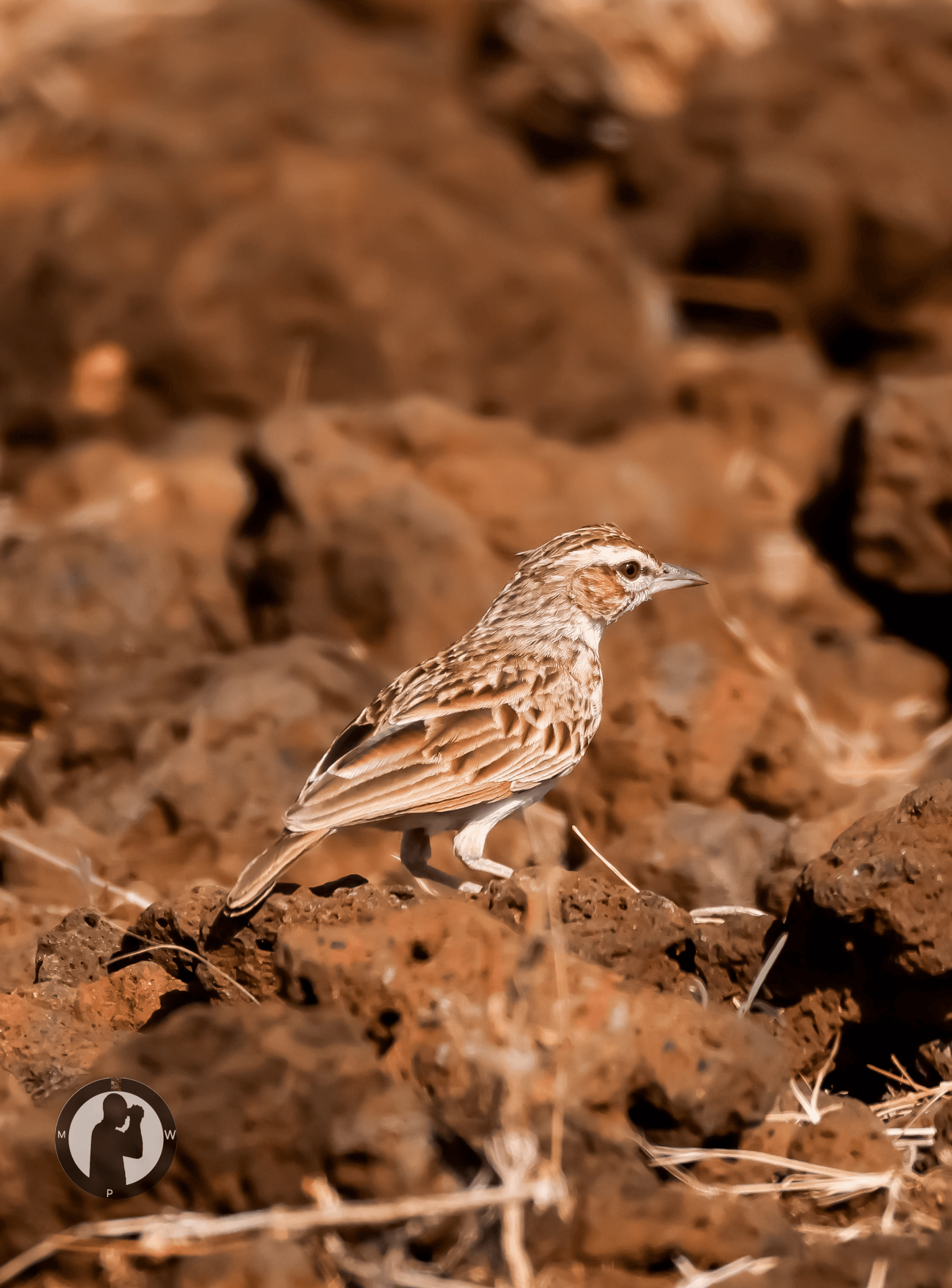 Fawn-coloured Lark
Ndomoru,Isiolo County, Kenya. – by Martin Wanjohi