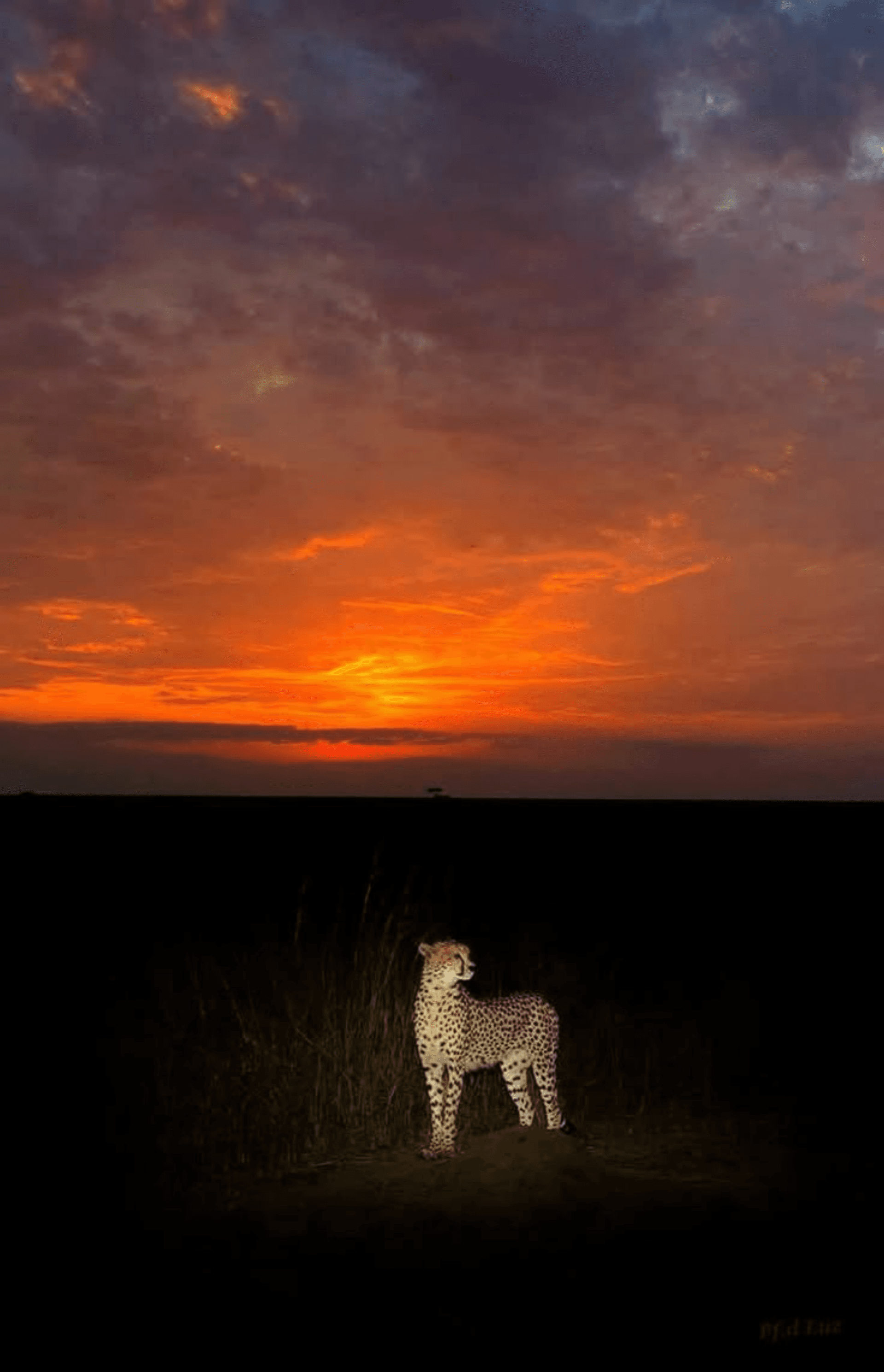 At night, predators (cheetah) becomes a quiet, alert hunter, though it relies less on darkness than other predators. Its vision is adapted for low light, allowing it to detect movement across open plains under moonlight. Large eyes gather more light, while the black tear marks reduce glare and sharpen focus. Unlike nocturnal specialists, it prefers early dusk or dawn, when visibility still favors its speed. In the dim night, it moves cautiously, scanning the horizon, ears twitching at every sound, ready to sprint if an opportunity—or danger—appears in the shadows. – by Daniel Orao