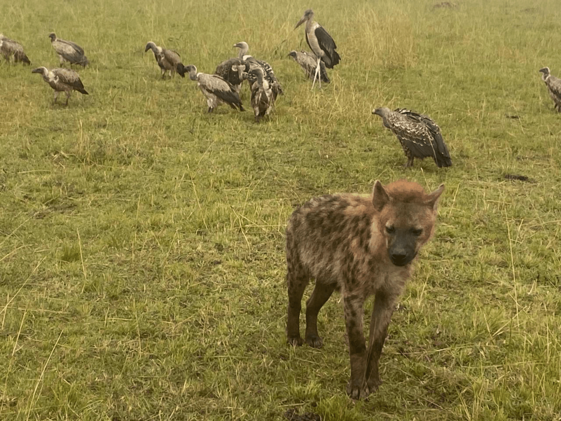 Spotted Hyena are carnivorous mammals famous for their eerie “laughing” calls. These sounds signal excitement, stress, or social status within the clan. They hunt in coordinated groups and also scavenge. With powerful jaws, they crush bones and eat almost every part of their prey, playing an important role in African ecosystems. – by Daniel Orao