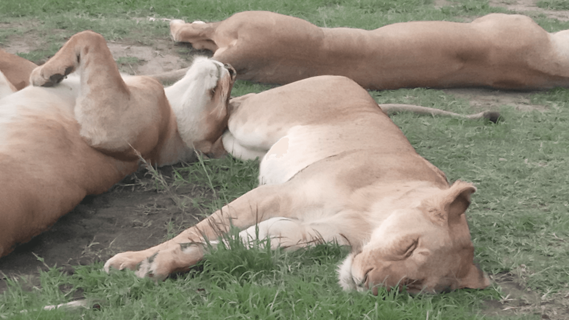 The lioness chilling... – by Lennox Ombasa