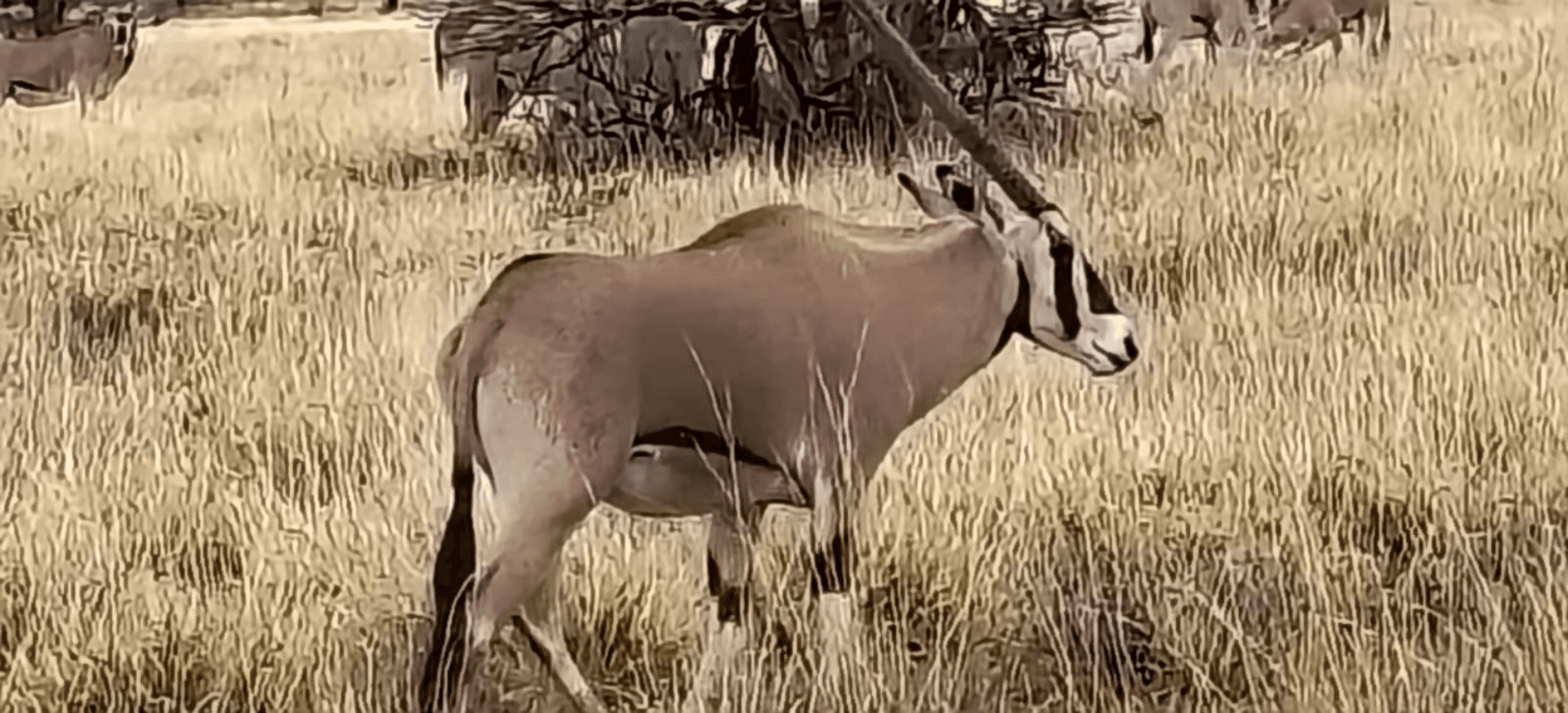 Came as guests, left as family. 🌍
This is what my job is all about—making memories that last way longer than the flight home! They say Africa changes you, but it’s truly the people you meet along the way that make the journey beautiful.
Cheers to this incredible crew and the magic we shared! 🥂
Who’s joining my next group? The bush is calling! 🦁🚐
– by Susan Makau