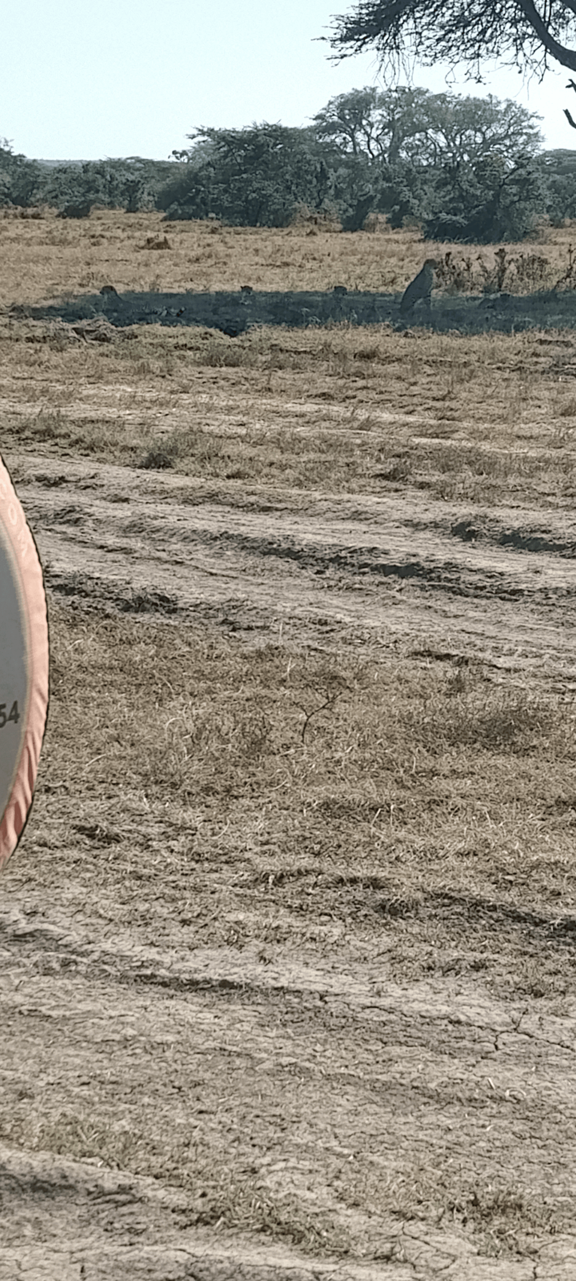 Cheetahs are very peaceful apex predators.. – by Christopher Musau